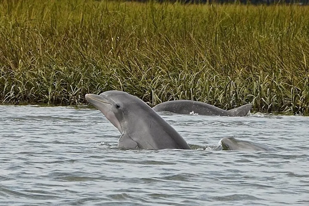A dolphin is surfacing near a grassy shoreline with another dolphin partially visible in the background