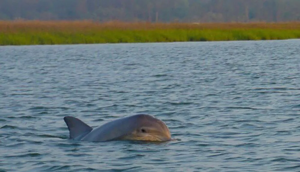 A dolphin is swimming near the surface of the water with grassy wetlands in the background