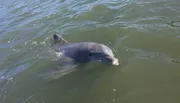 A dolphin is surfacing in murky green water.
