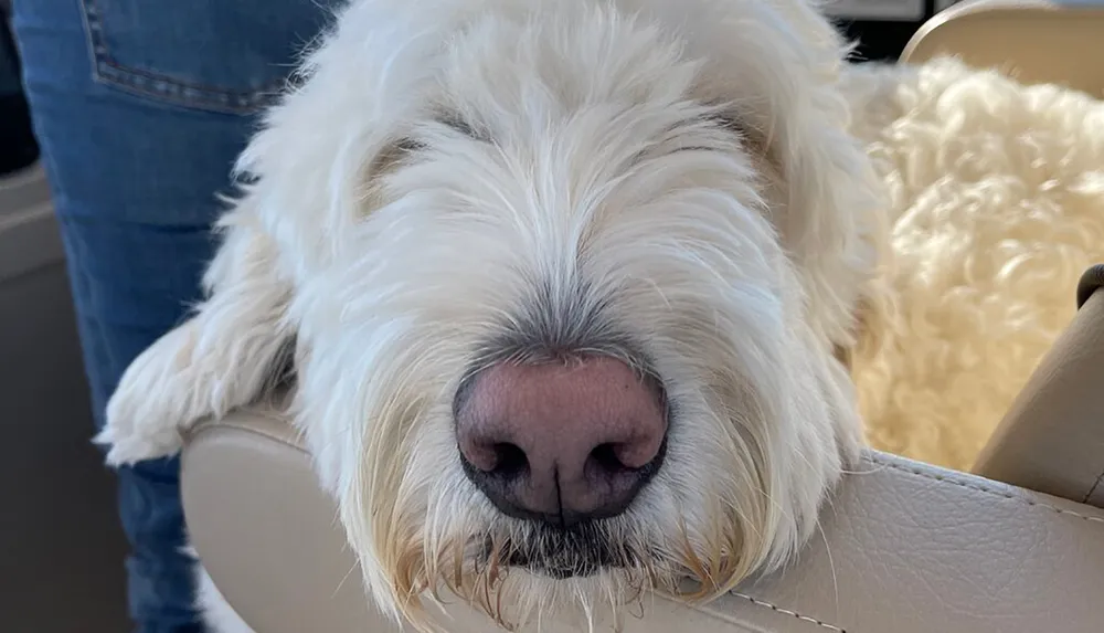 A close-up of a fluffy white dogs face prominently featuring its nose and shaggy fur with a glimpse of a persons leg in the background