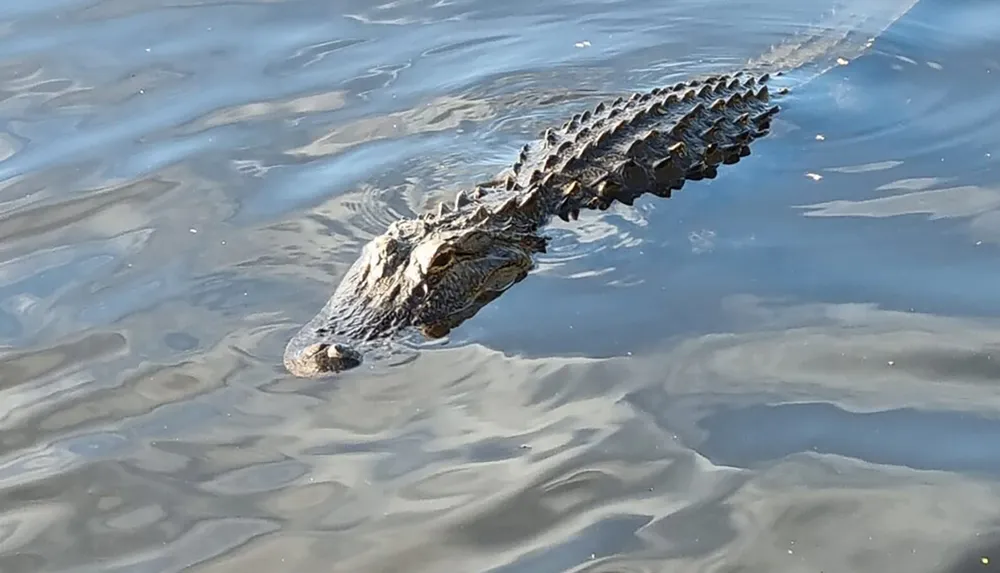 An alligator is swimming calmly in water with only its head and part of its back visible above the surface
