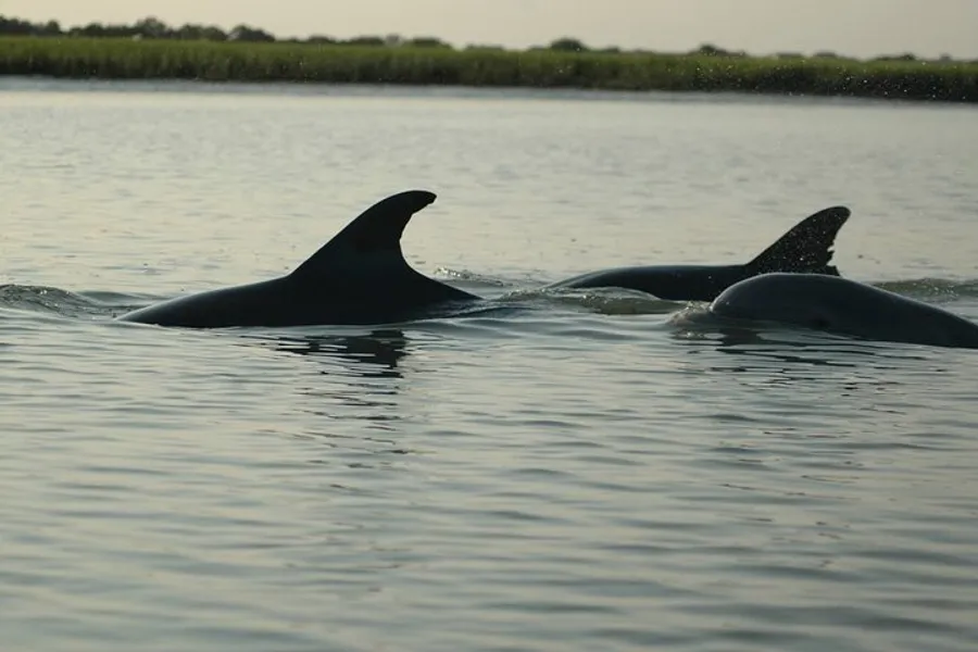 Two dolphins are visible above the water's surface against a backdrop of calm water and distant vegetation.