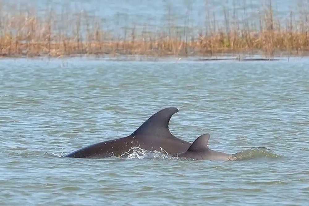 The image shows a pair of dolphins with their dorsal fins protruding above the water surface as they swim in a coastal waterway with reeds visible in the background