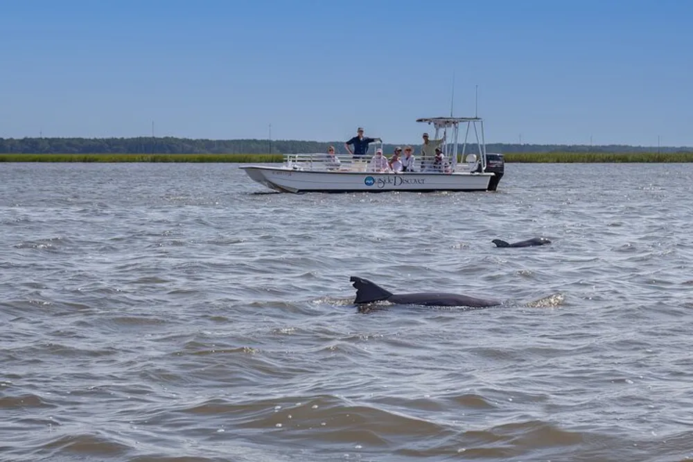 A boat with passengers is seen observing dolphins in a shallow body of water