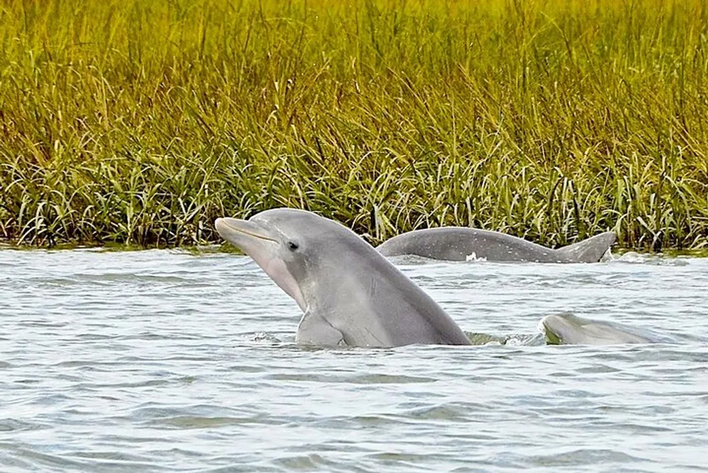 A dolphin emerges from the water with grassy vegetation in the background