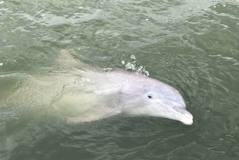 A dolphin is peering out of the water with its dorsal fin and part of its back visible