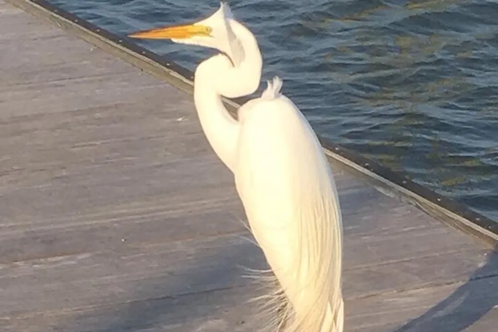 A majestic white egret stands on a wooden pier with a backdrop of water