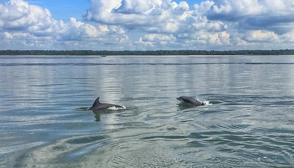 Two dolphins are swimming near the surface of a calm body of water with a backdrop of a cloudy sky and a distant shoreline