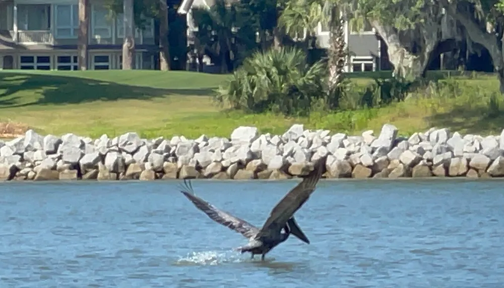 A bird is taking off from the water with its wings spread wide in front of a rocky shoreline and houses obscured by trees