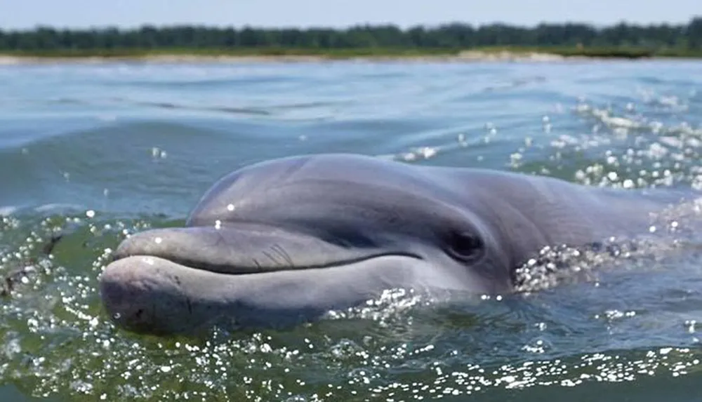 A dolphin is surfacing in calm water with droplets sparkling around its smiling-like face