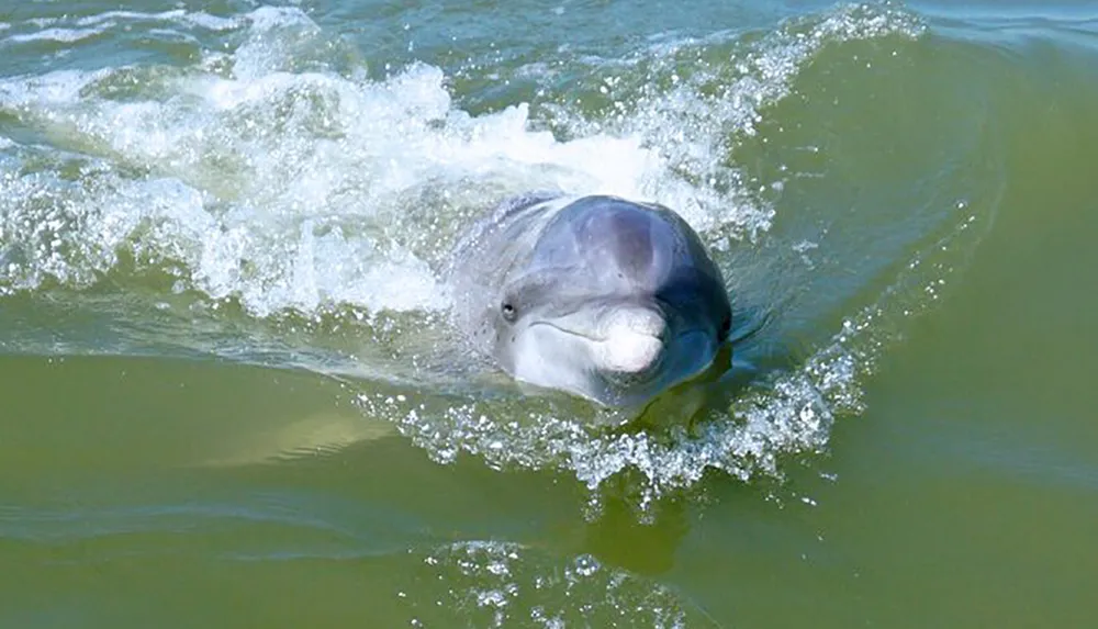 A dolphin is emerging from the water leaving a trail of splashes behind
