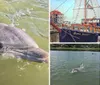 Hilton Heads Pirate Ship Dolphin Tour