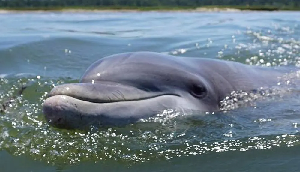 A dolphin is peeking its head above the water surface looking towards the camera with a serene backdrop of calm waters