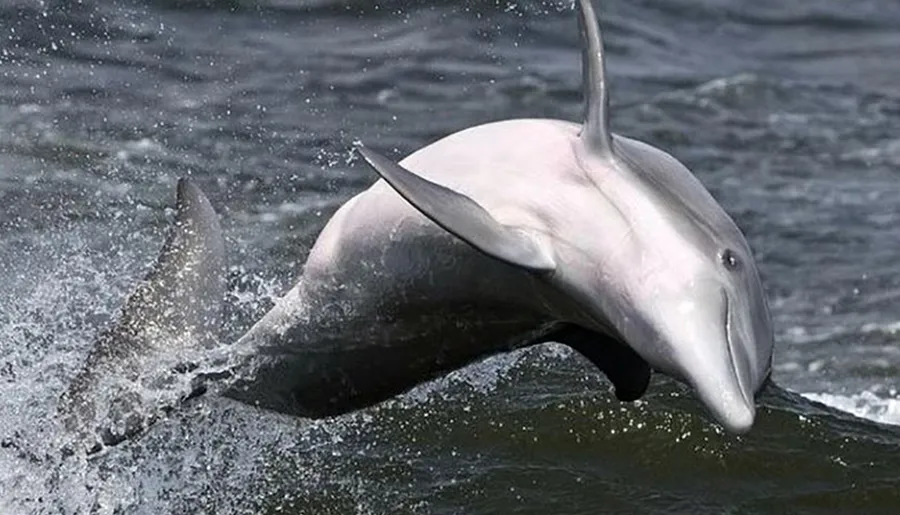 A dolphin is leaping out of the water, creating a dynamic splash.