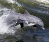 Two dolphins are leaping out of the water side by side