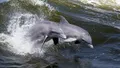 Hilton Head Island Dolphin Ocean Cruise Photo
