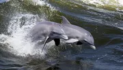 Two dolphins are leaping out of the water side by side.