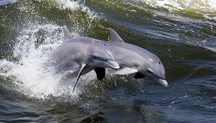 Hilton Head Island Dolphin Ocean Cruise Photo