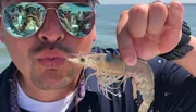 A person is playfully posing with a shrimp close to their lips as if to mimic a kiss, wearing sunglasses that reflect other people in a sunny, outdoor setting.