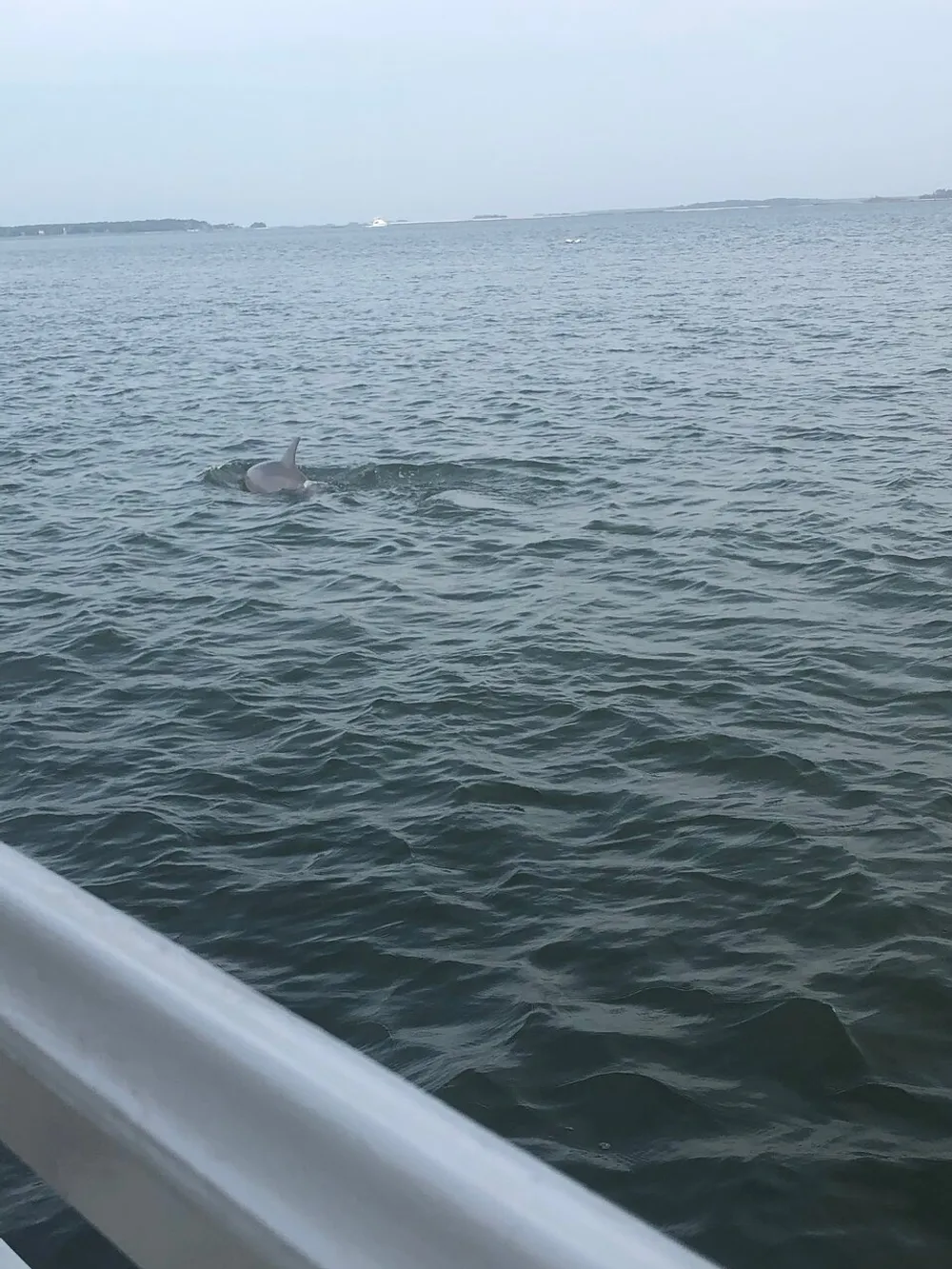 A dolphin is visible above the waters surface near a boat with a calm sea and a distant shoreline in the background