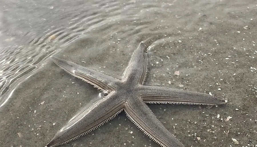A starfish is partially submerged in shallow water on a sandy beach.