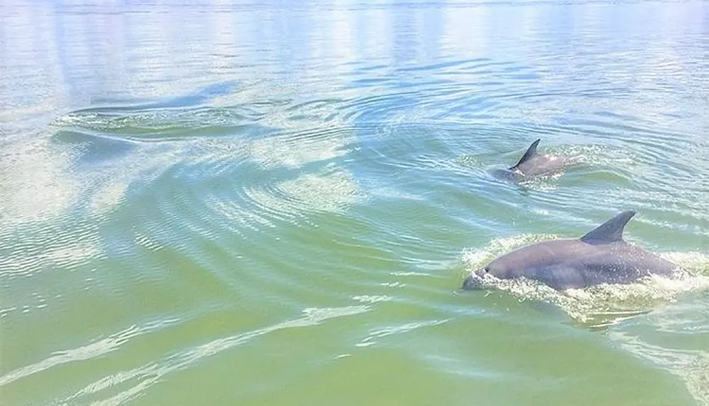Two dolphins are swimming near the surface of the water creating ripples in a calm sea