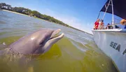 A dolphin is swimming close to the side of a boat, greeting the excited passengers onboard.