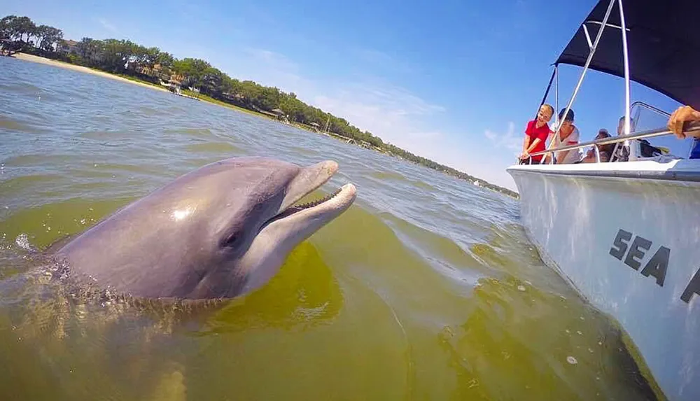 A dolphin is swimming close to the side of a boat greeting the excited passengers onboard