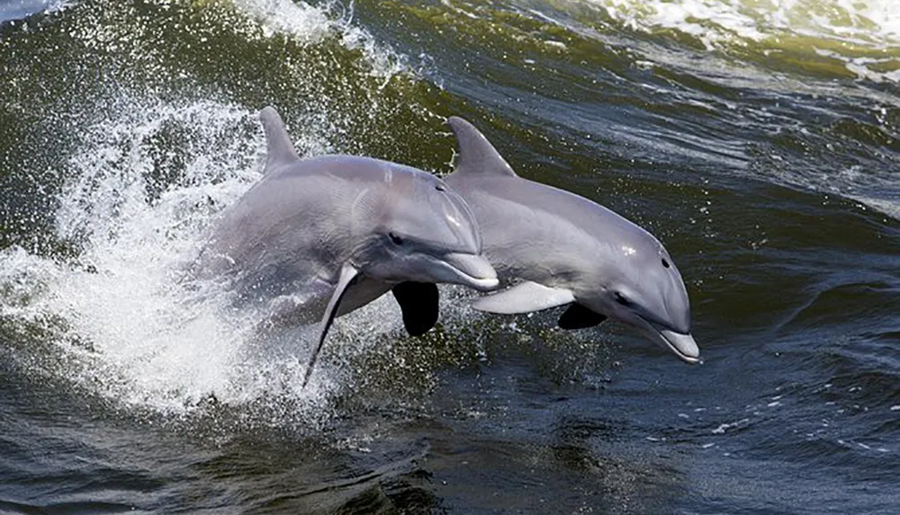 Two dolphins are leaping out of the water in a playful and synchronized manner