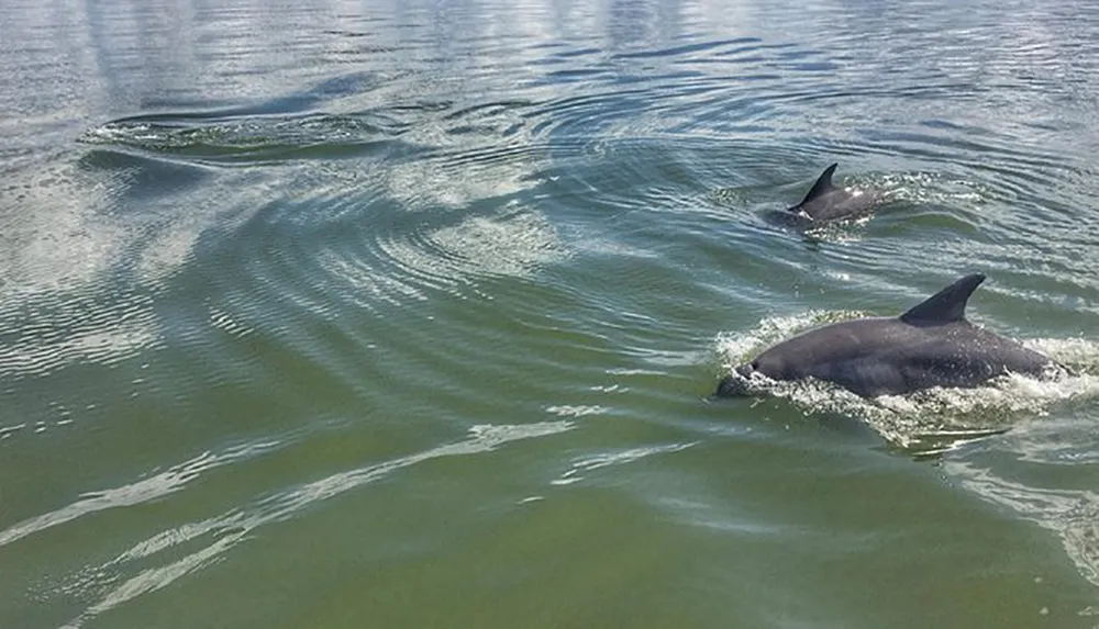 Two dolphins are swimming close to the surface of the water leaving a trail of ripples behind them