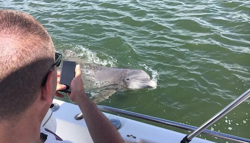 A person is taking a photo of a dolphin swimming near a boat