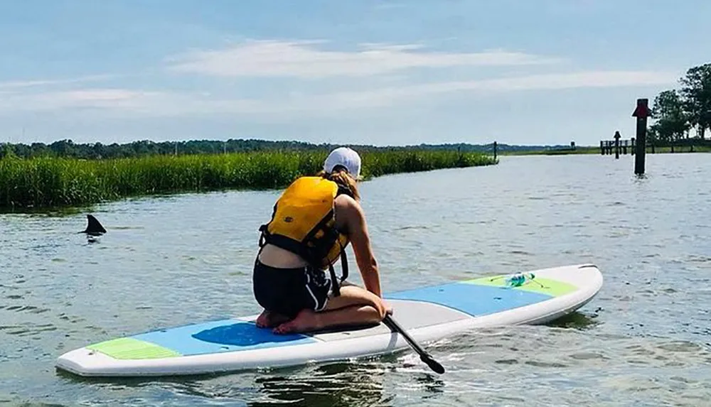 A person is kneeling on a paddleboard and observing a shark fin above the water surface in a marshy area