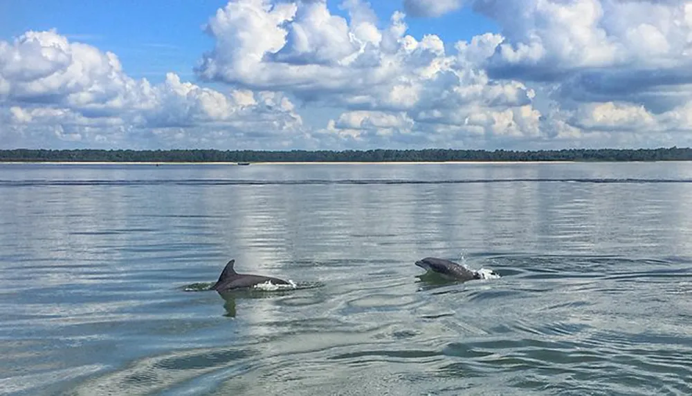 Two dolphins are swimming near the surface of a calm body of water under a partly cloudy sky