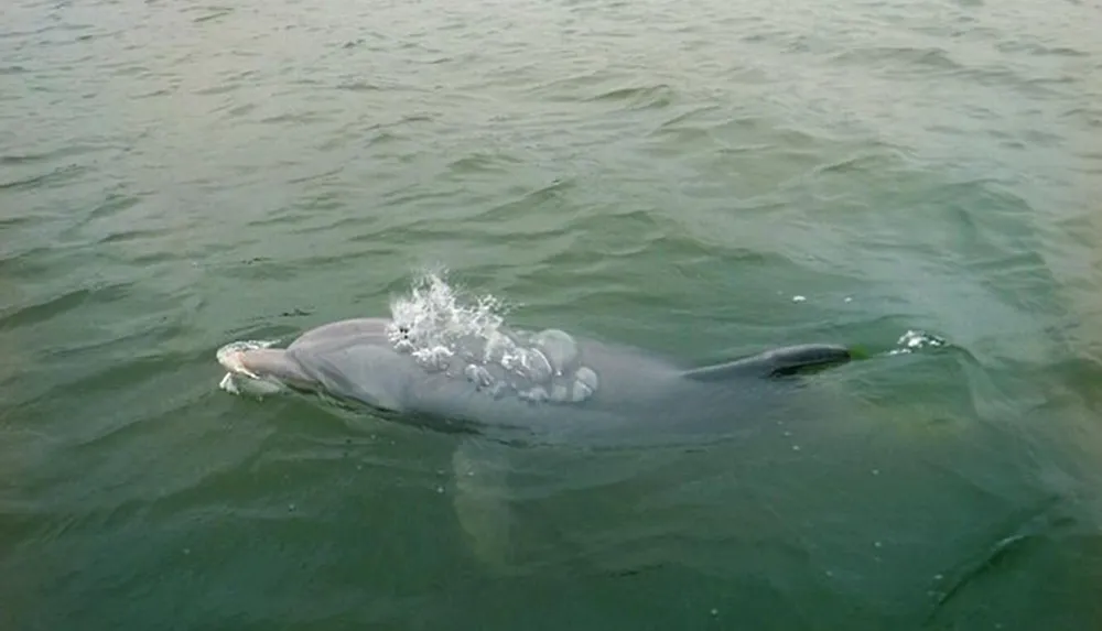 A dolphin appears to be surfacing for air in murky greenish waters
