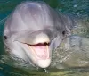 A dolphin is peering above the water surface displaying a friendly demeanor with its mouth open in a seemingly smile-like expression