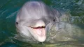 Hilton Head Island Dolphin Tours Photo