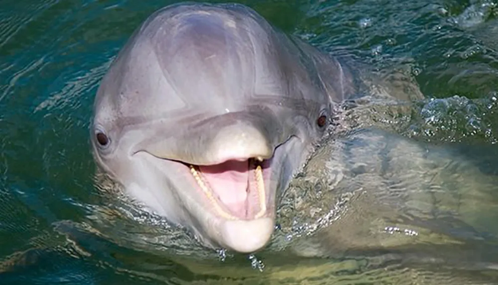 A dolphin is peering above the water surface displaying a friendly demeanor with its mouth open in a seemingly smile-like expression