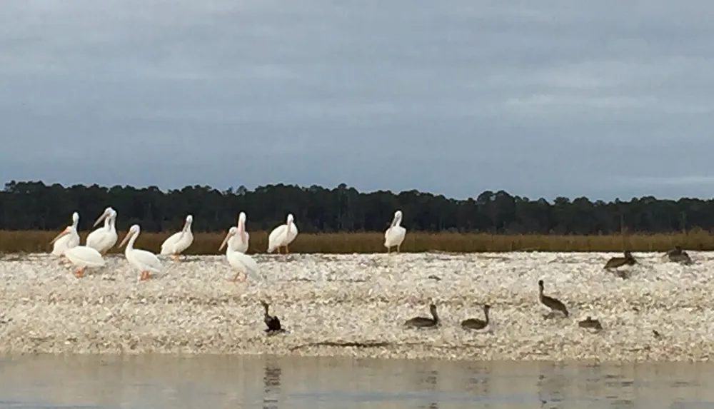 A group of white pelicans congregates on a sandy shore beside a body of water with some ducks and other birds scattered around