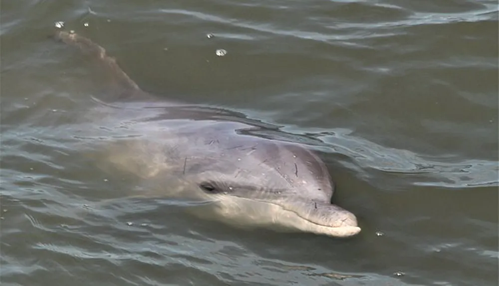 A dolphin is surfacing in murky waters with its dorsal fin and part of its back visible