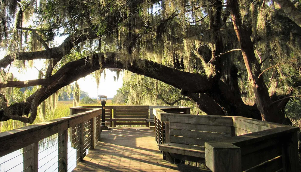 A tranquil wooden boardwalk framed by a majestic tree draped with Spanish moss basks in warm sunlight