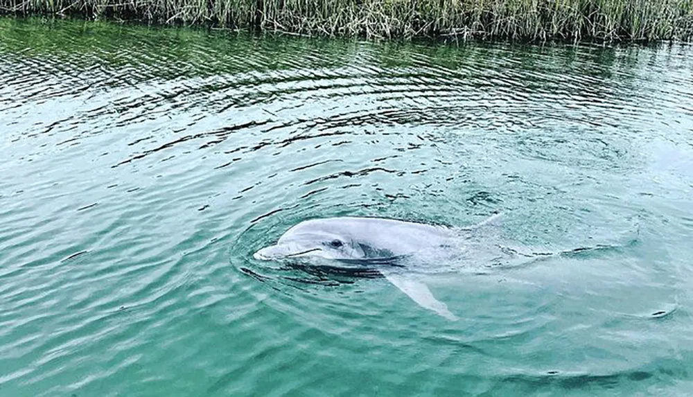 A dolphin is swimming near the surface of a calm greenish body of water with reeds in the background