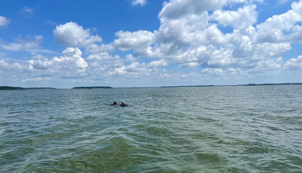 The image features a pair of dolphins swimming in a vast and serene body of water under a blue sky dotted with fluffy white clouds