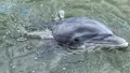 90 Minute Hilton Head Dolphin Tour Photo