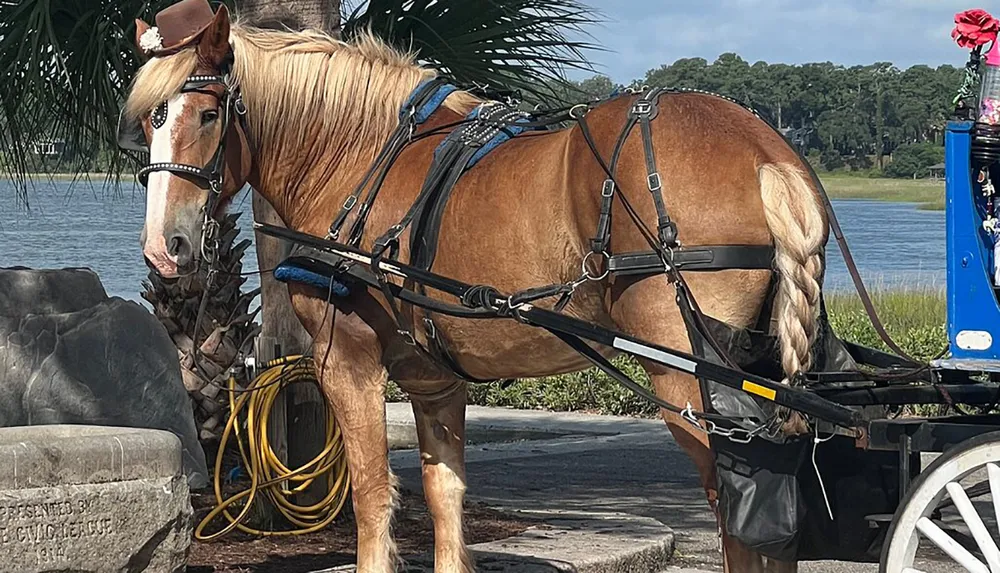 A palomino horse with a braided tail is harnessed to a carriage standing next to a waterfront with palm trees in the background