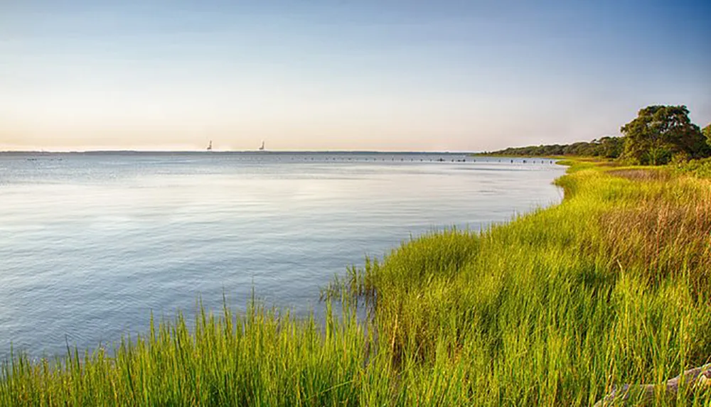 The image features a serene coastal landscape with a calm expanse of water bordered by lush green marsh grass under a soft-hued sky