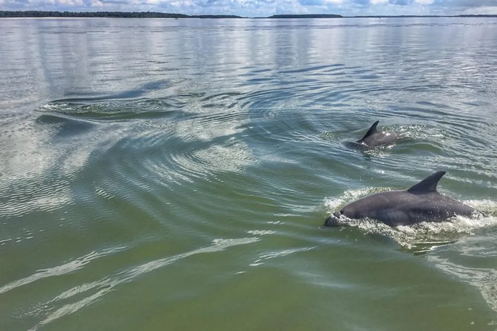 Two dolphins are swimming near the waters surface creating ripples in a calm sea under a partly cloudy sky