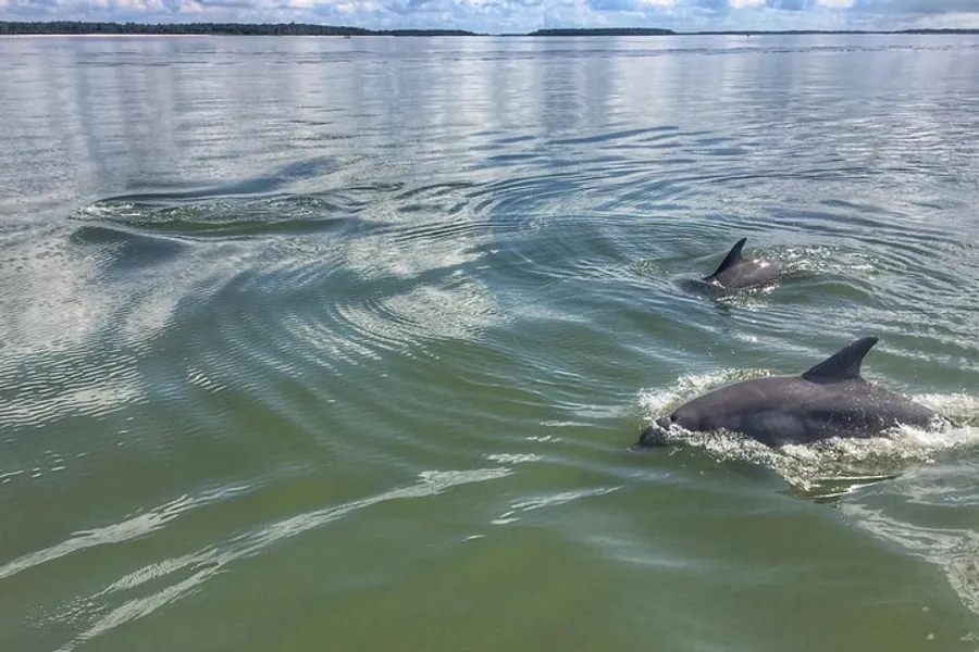 Two dolphins are swimming near the water's surface, creating ripples in a calm sea under a partly cloudy sky.