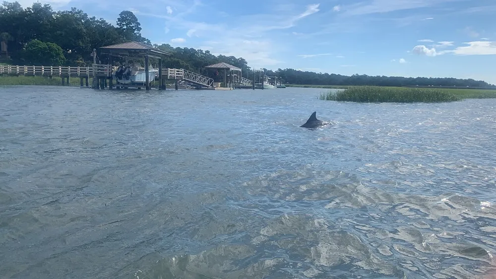A dolphin fin emerges above the water near a pier and boat dock with lush greenery in the background