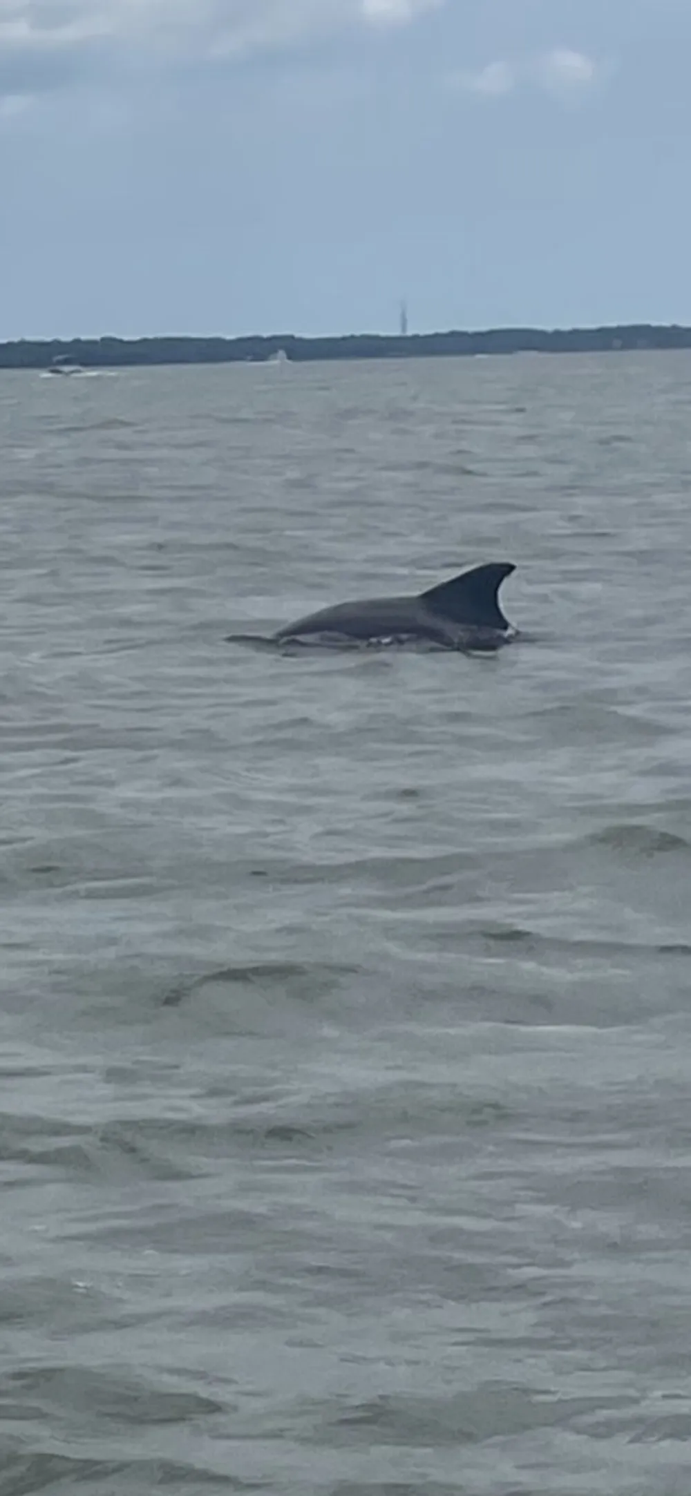The image shows a dolphins dorsal fin emerging from the surface of the sea