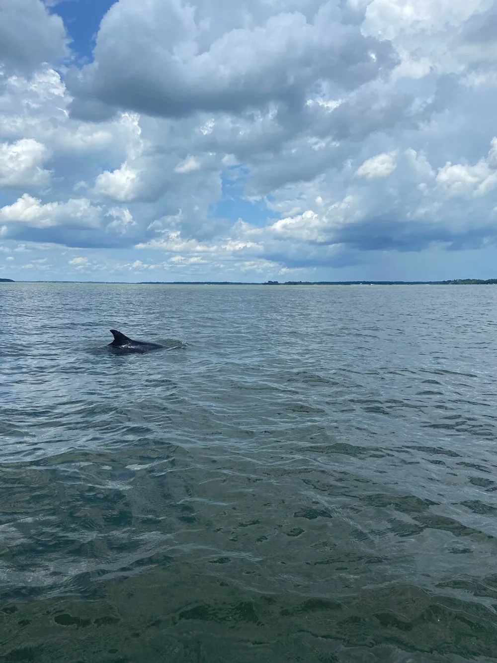 The image depicts a serene seascape under a cloudy sky with the dorsal fin of a marine animal possibly a dolphin or a shark peeking out of the water